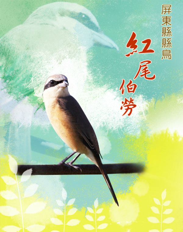 屏東縣鳥紅尾伯勞鳥(枋山DOC)